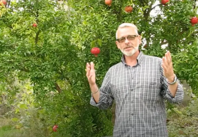 Гранатовый сад агрономов